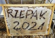 propolis, pierzga pszczela