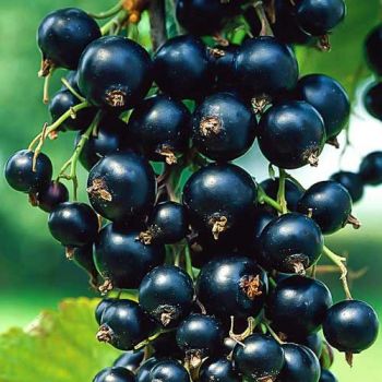 Czarna porzeczka, aronia