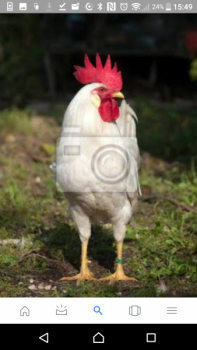 Kogut leghorn