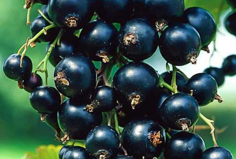 Czarna porzeczka, aronia