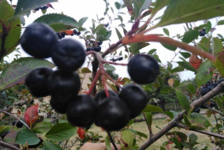 Aronia - świeże owoce