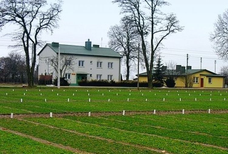 Kwalifikowany materiał siewny i ziemniaki sadzeniaki